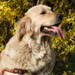 Family-friendly airlines