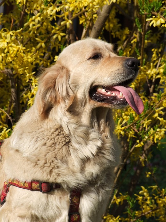 Family-friendly airlines