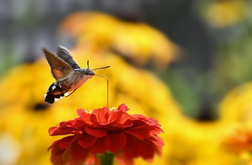 Summer flight deals