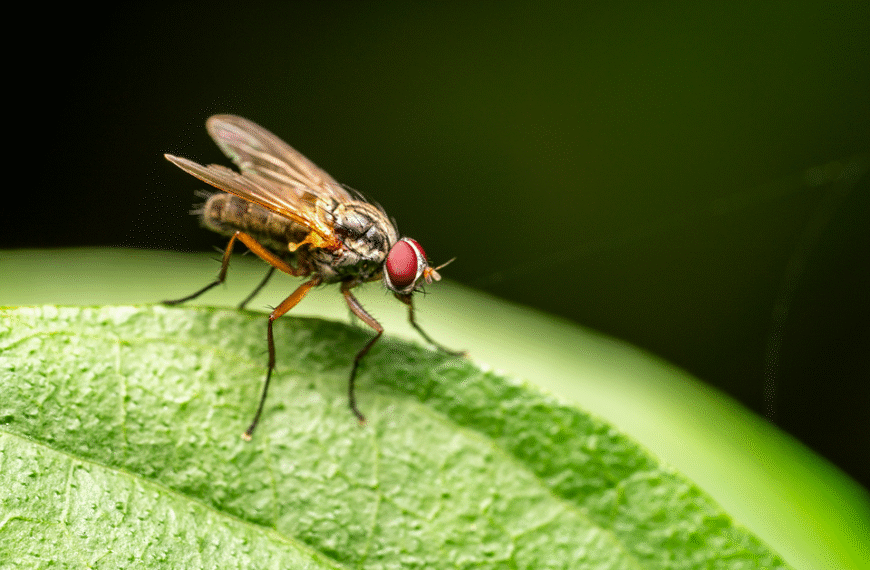 Fly carbon neutral
