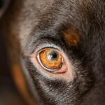 Airlines with best amenities