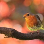 What to pack in carry-on