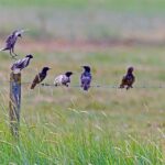 Best airports for layovers