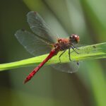 Booking flights on a budget