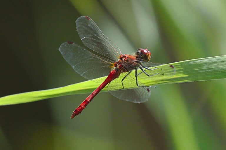 Booking flights on a budget