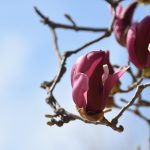 Best frequent flyer programs