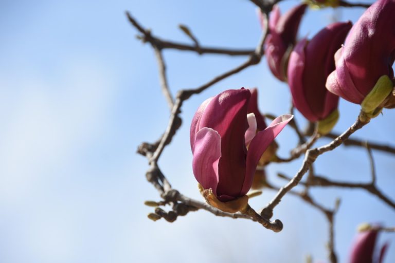 Best frequent flyer programs