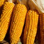 Staying healthy on flights