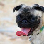 Best loyalty programs