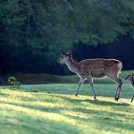 Flying with elderly parents