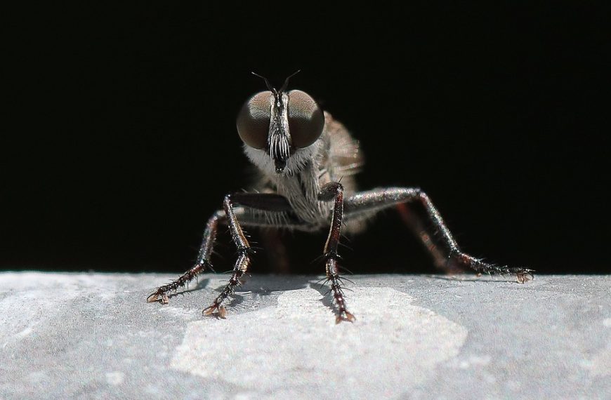 Fly carbon neutral