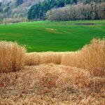 Airlines using biofuels