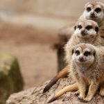 Packing tips for families