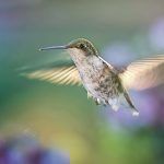 Summer flight deals
