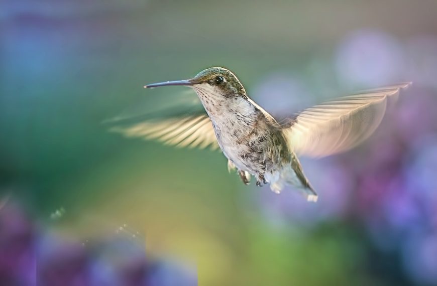 Summer flight deals