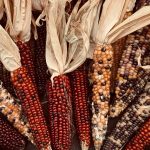 Thanksgiving travel deals